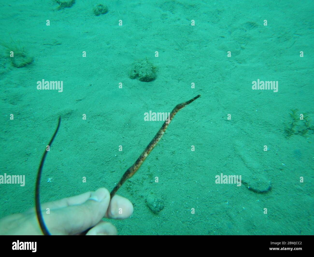 Pipefish Foto Stock