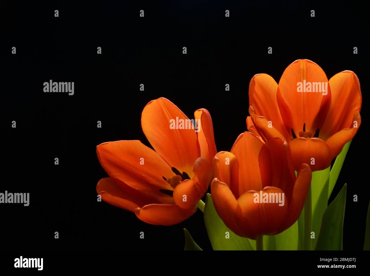 Tre tulipani arancione Foto Stock