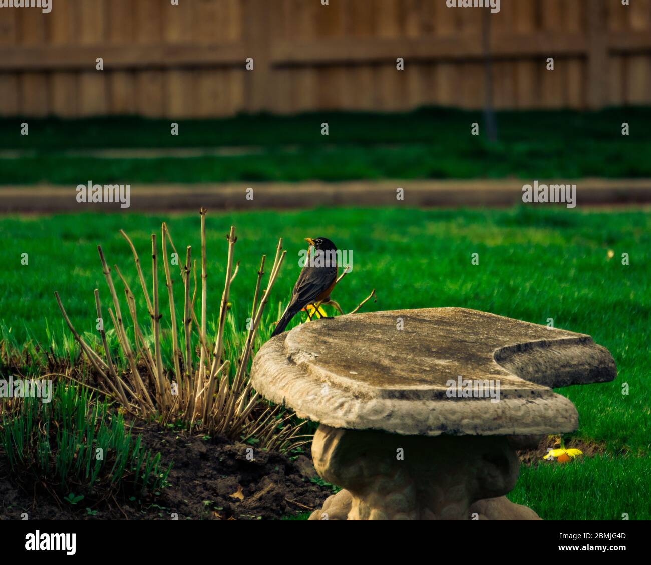 American Robin appollaiato su un banco di pietra, Ledbury Park Foto Stock