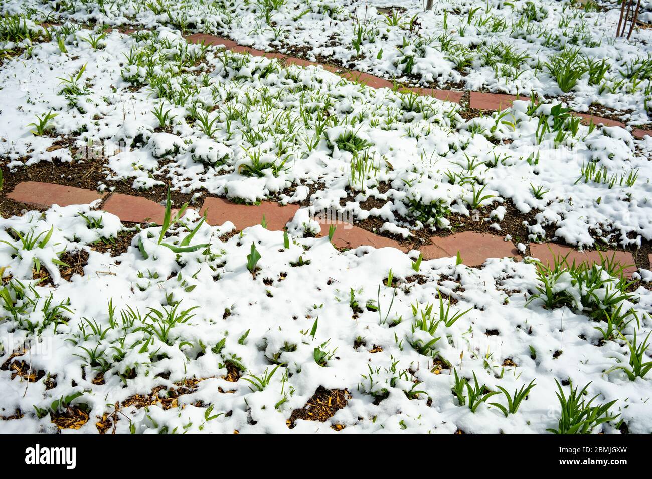 Un giardino fiorito coperto di neve da una tempesta di primavera nelle montagne Adirondack, NY USA Foto Stock