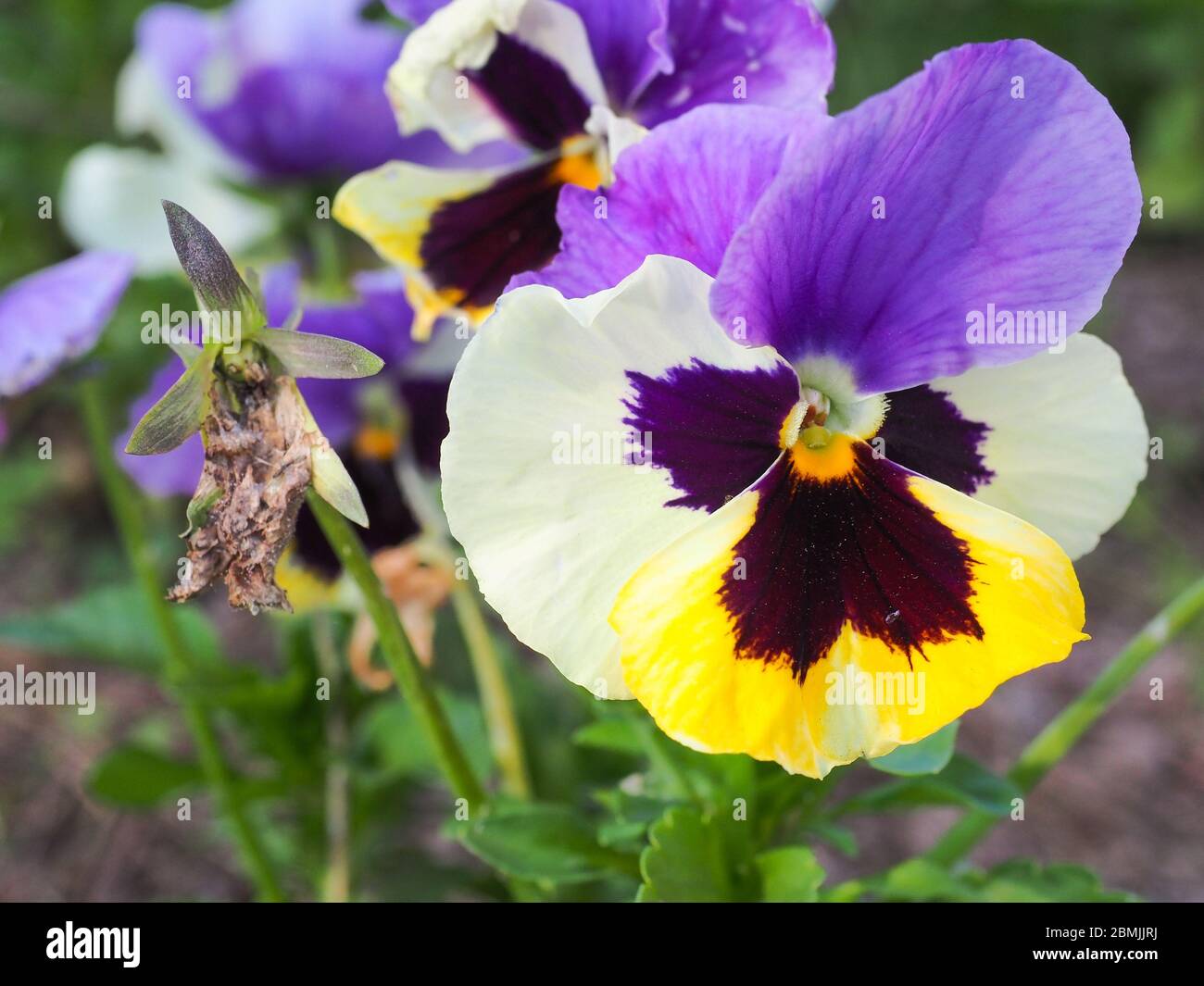 Multicolore Pansy o Viola tricolore, fiori gialli violacei. Impianto ibrido della famiglia Violaceae. Simbolo di ricordo piantato su tombe in cimiteri. Foto Stock