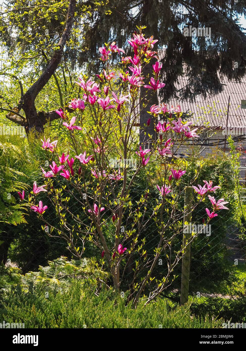Magnolia liliiflora o Magnolia Susan piccolo albero con molti cremisi o  fiori rosa. Magnolia fiori rosa, piante fiorite nella famiglia magnoliaceae  Foto stock - Alamy