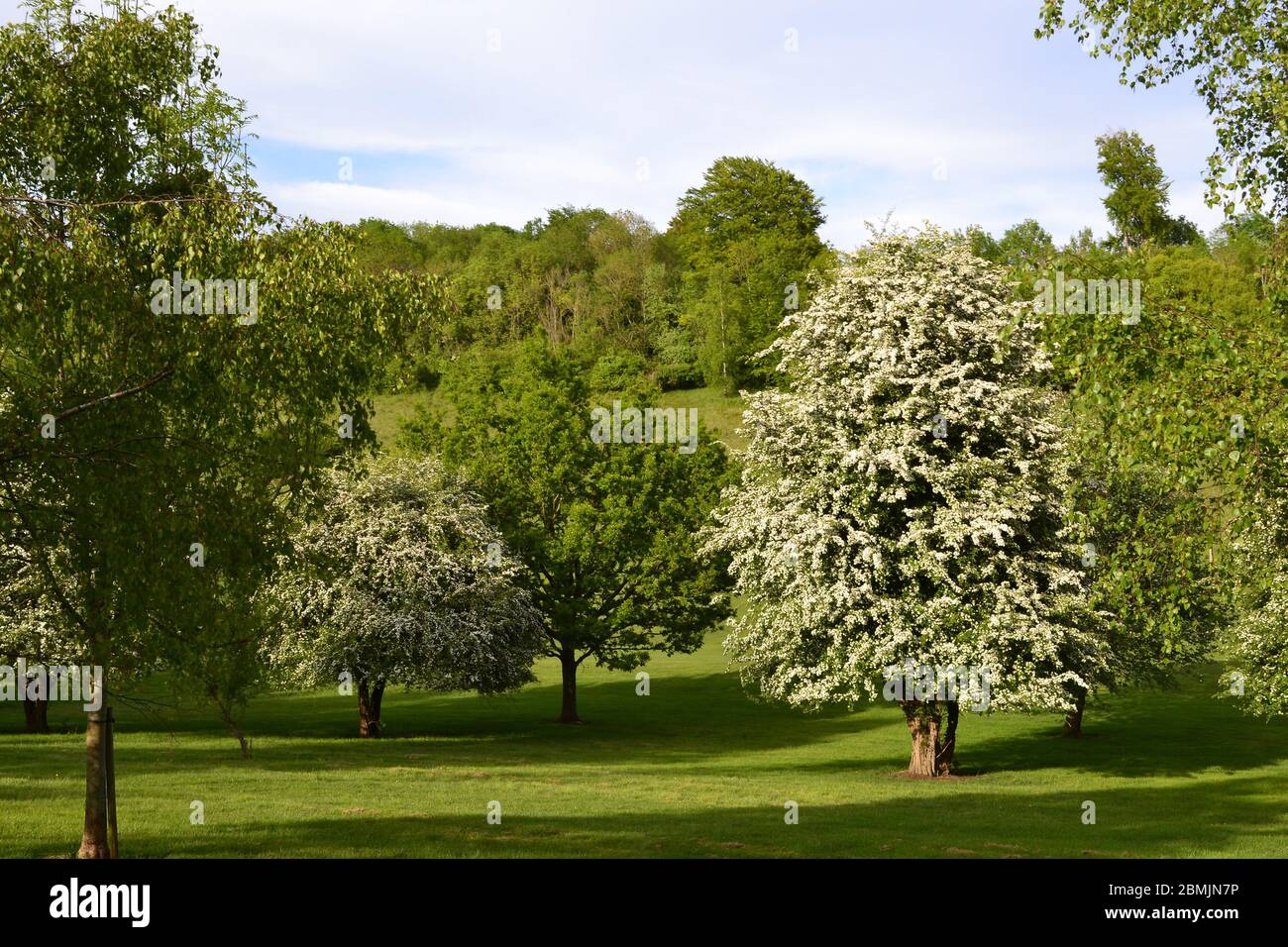 Fioritura di biancospino vicino Downe sul campo da golf West Kent. Vicino a casa di Charles Darwin. Boschi aperti, buon habitat di uccelli in primavera, (maggio) Foto Stock