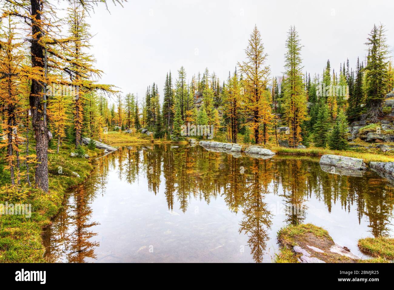 Gli alberi di larice d'oro si riflettono sulle acque calme di un piccolo stagno sul sentiero Otrabin al Lago o'Hara nel Parco Nazionale delle Montagne Rocciose Canadesi di Yoho. Foto Stock
