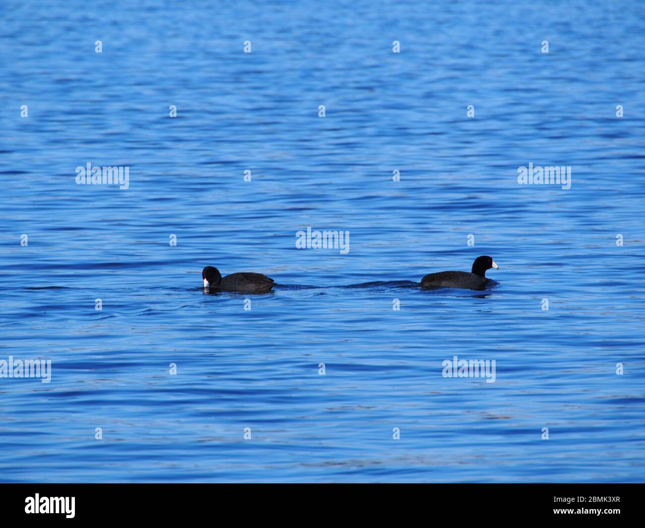 Coot bianco e nero sul lago Lansing Foto Stock
