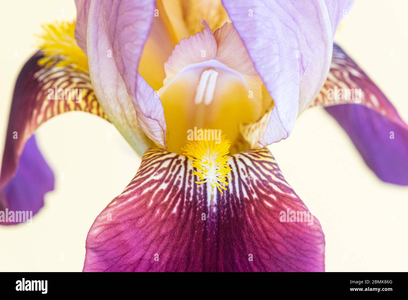 Macro shot di un singolo fiore iris Foto Stock