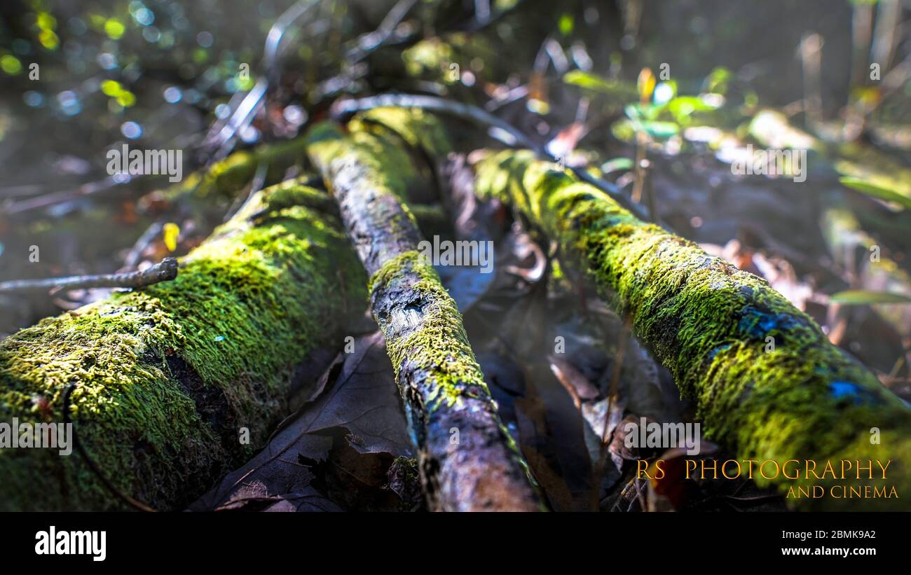 Albero di radici della foresta Mystic Foto Stock