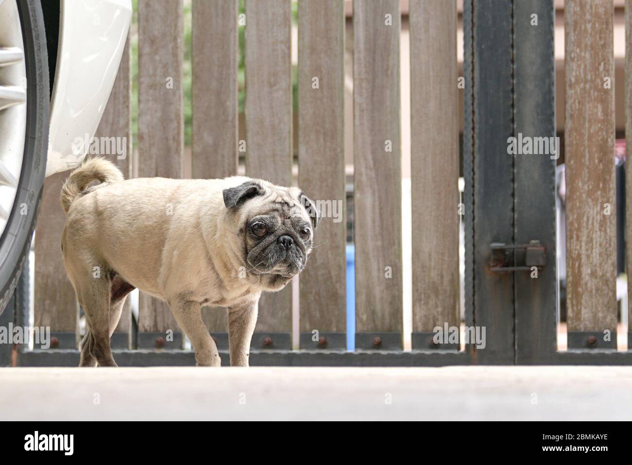 Cane PUG che cammina e staring alla macchina fotografica. Occhi aperti. Cancello bloccato sullo sfondo. Concetto di soggiorno a casa. Foto Stock