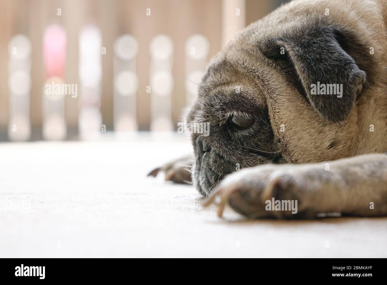 Cane PUG sdraiato sul pavimento. Vista laterale. Primo piano. Annoiato o stanco. Concetto di soggiorno a casa. Foto Stock