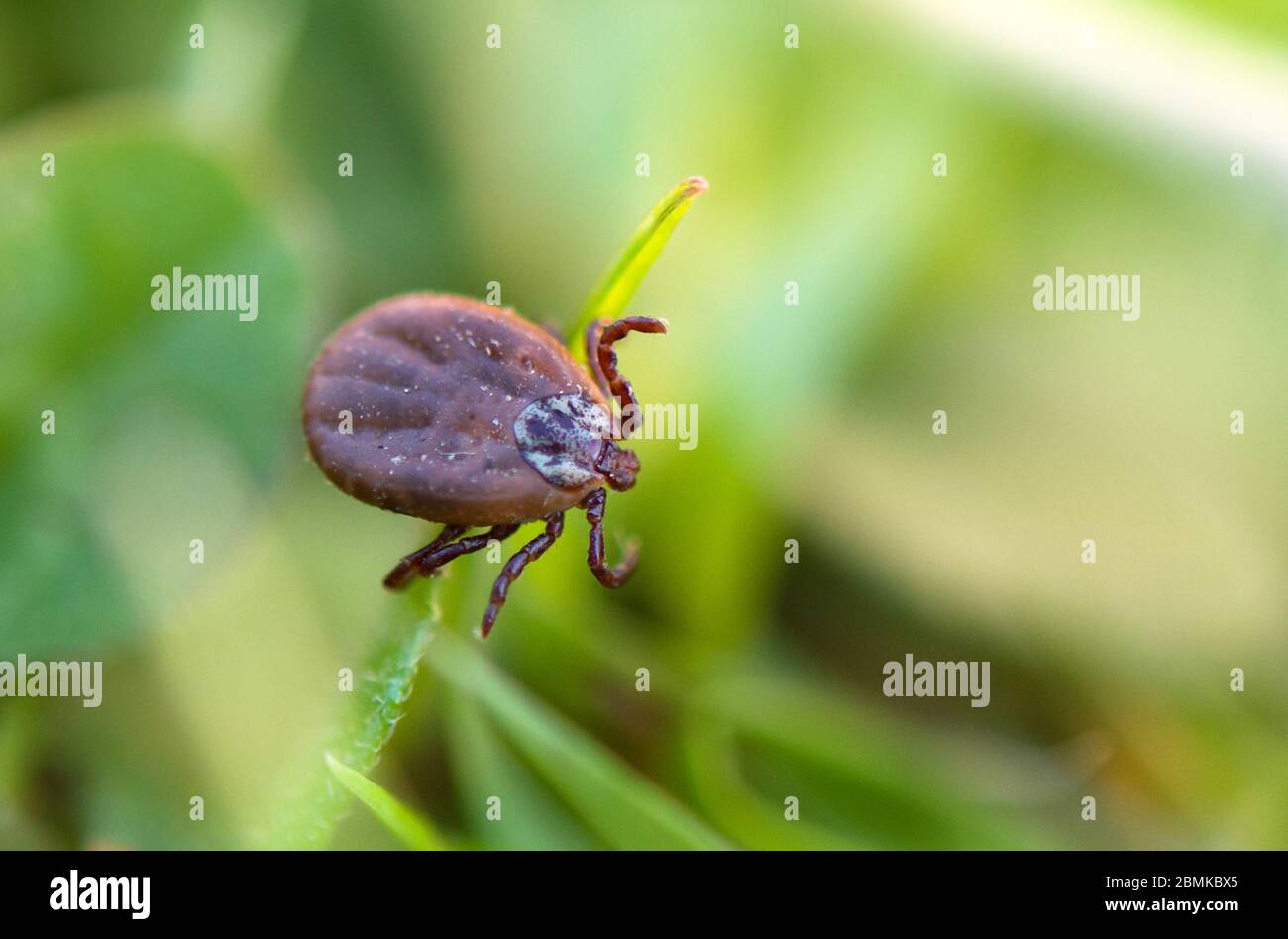 Cervi che dorme sul fusto dell'erba. Ixodes ricinus. Il parassita pericoloso ha trasmesso le infezioni quali l'encefalite e la malattia di Lyme. Foto Stock