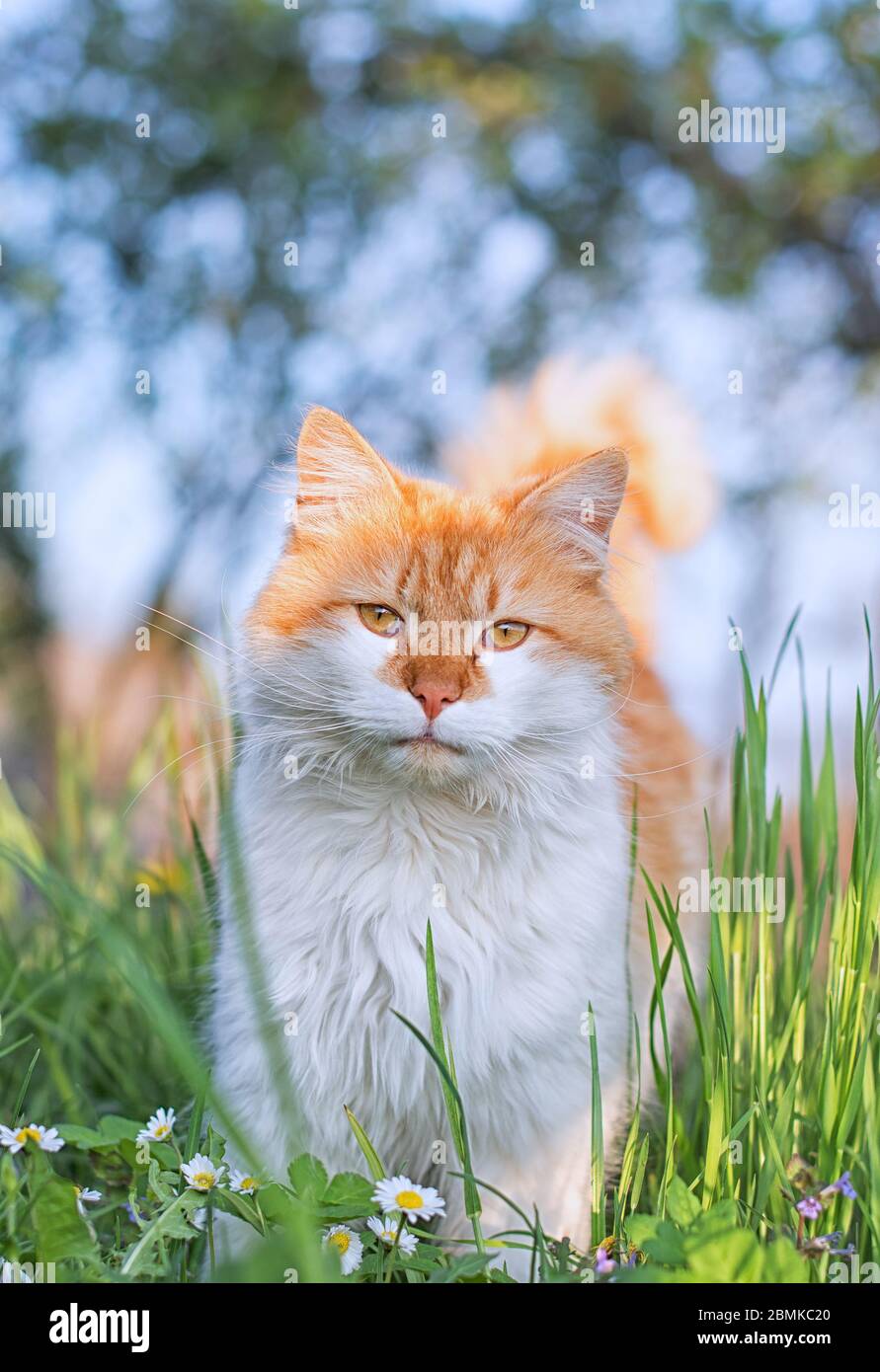 Gatto arancione e bianco che guarda in lontananza con erba e alberi sfocati sullo sfondo Foto Stock