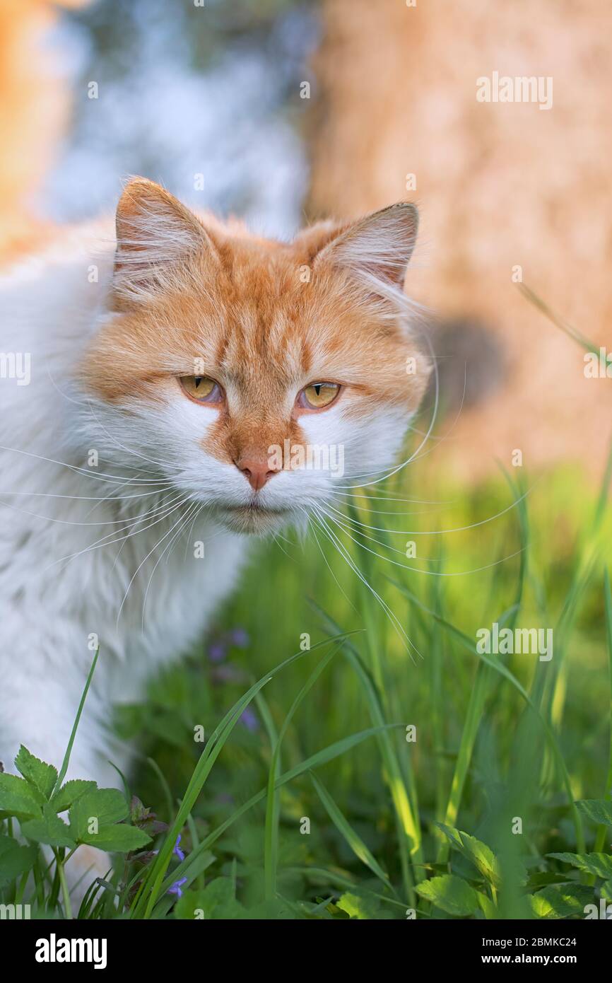 Gatto arancione e bianco che guarda in lontananza con erba e alberi sfocati sullo sfondo Foto Stock