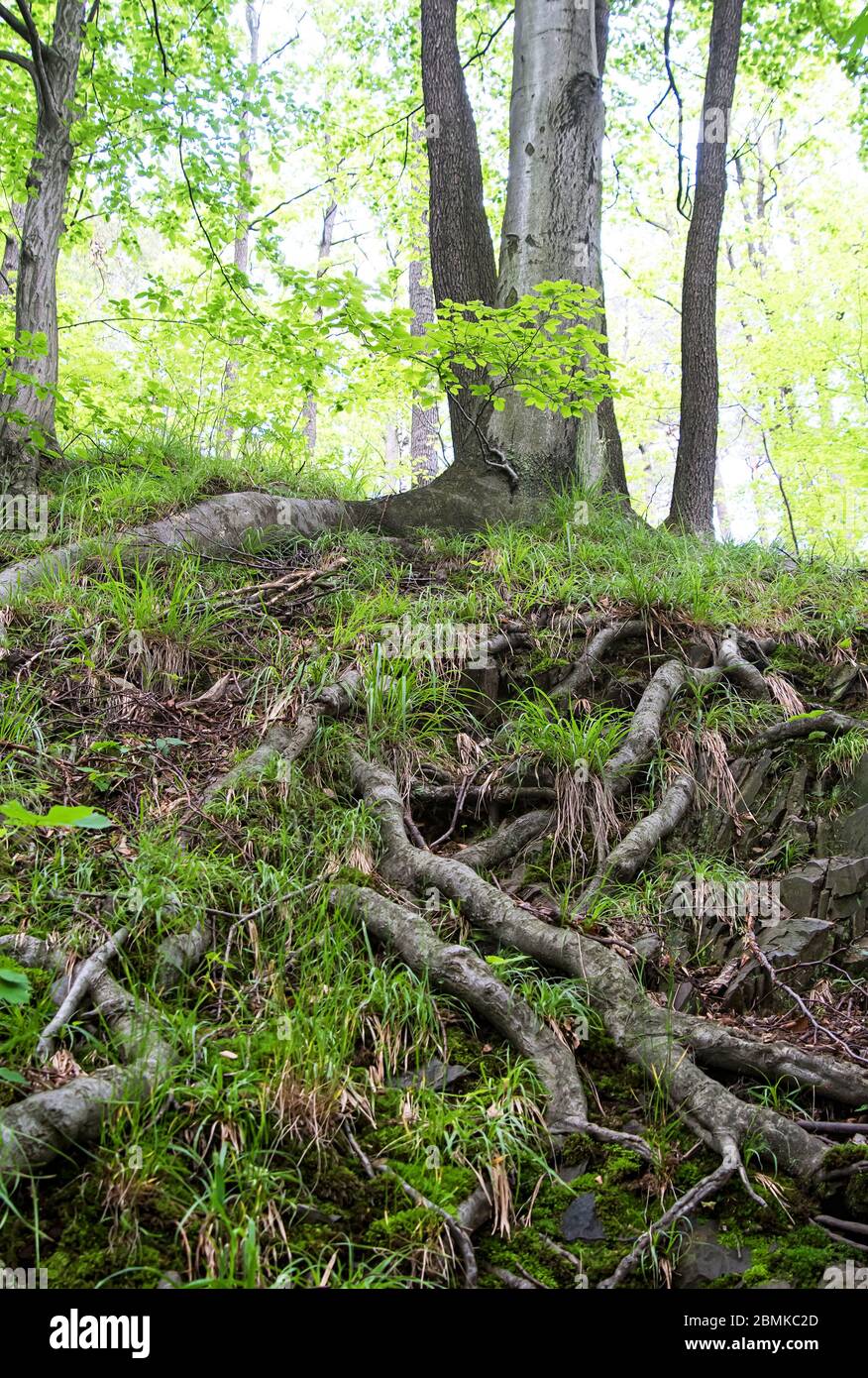 Radici di albero. Radici di albero nella foresta Foto Stock