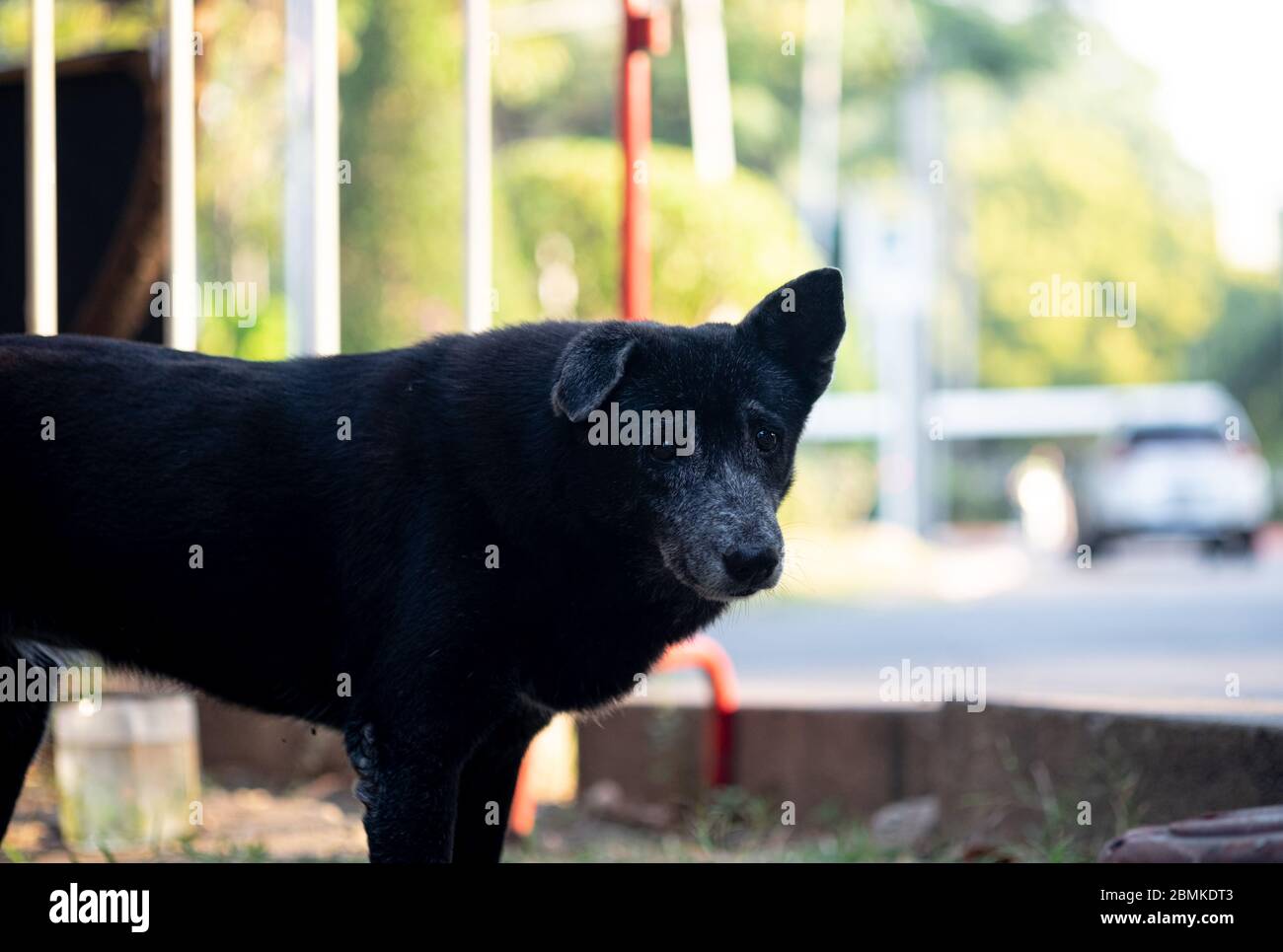 Il cane nero senza casa sta fissando sospetto alla macchina fotografica. Foto Stock