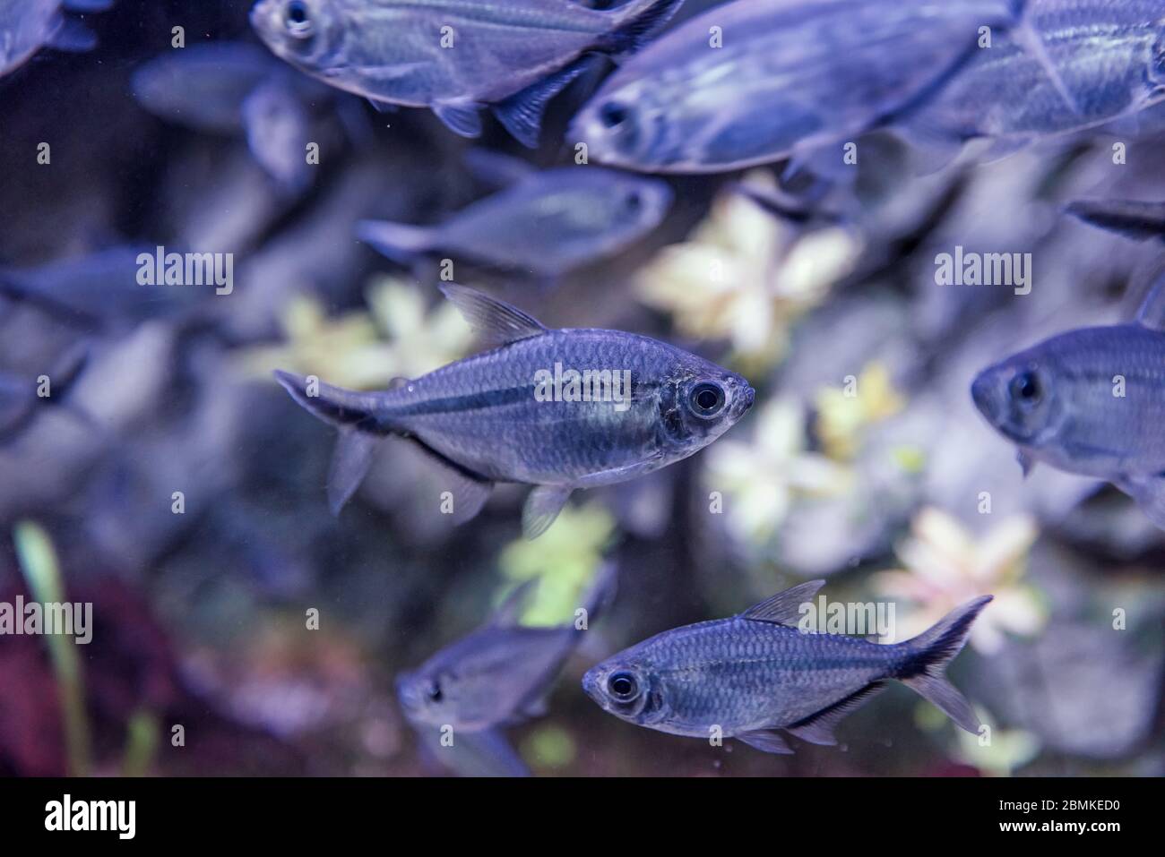 Immagine di acquario tropicale di pesci, tetra fantasma nero Foto Stock