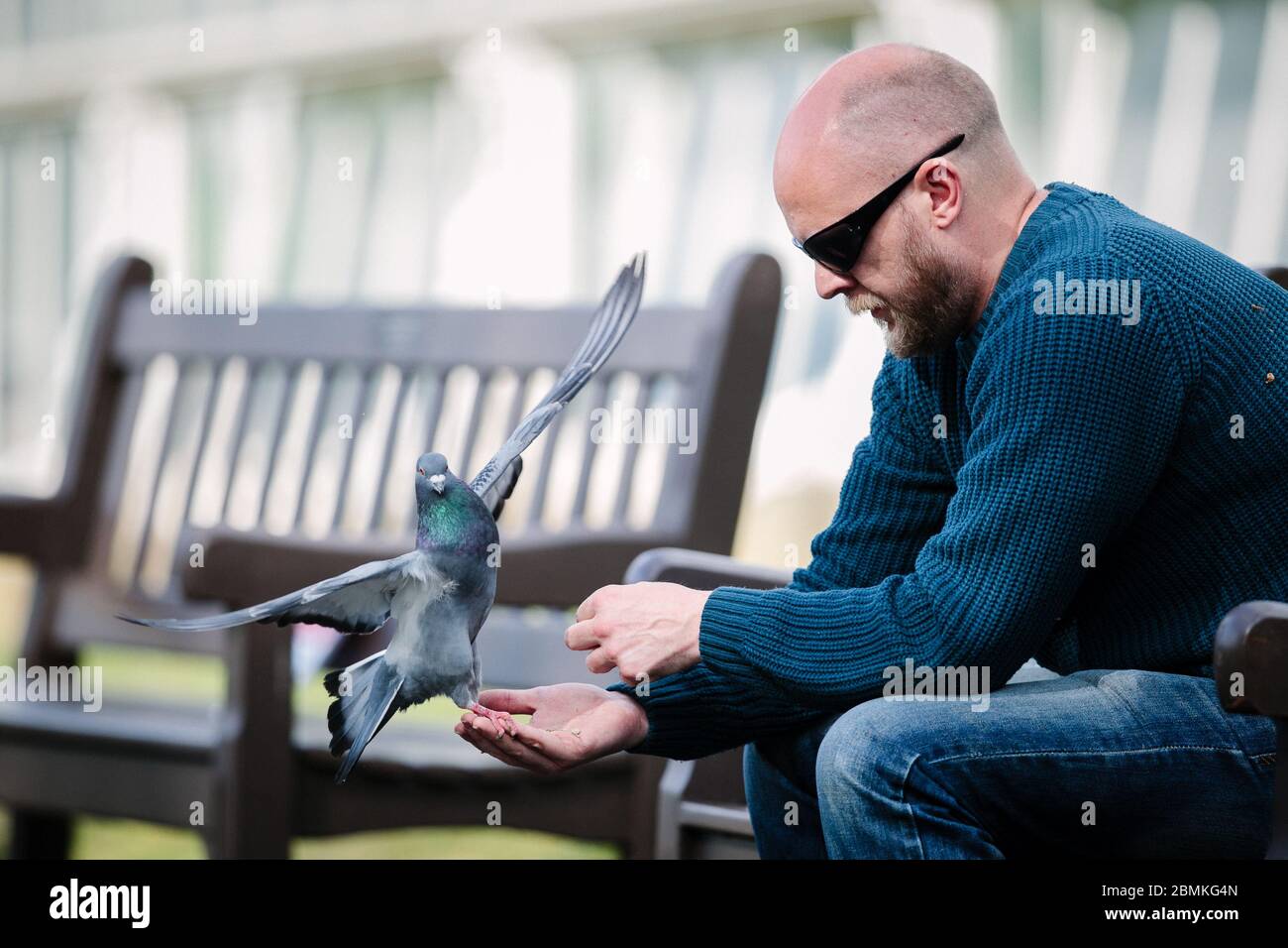 Un uomo nutre i piccioni dalla sua mano, nei Giardini Botanici di Glasgow, Scozia, Regno Unito. Foto Stock