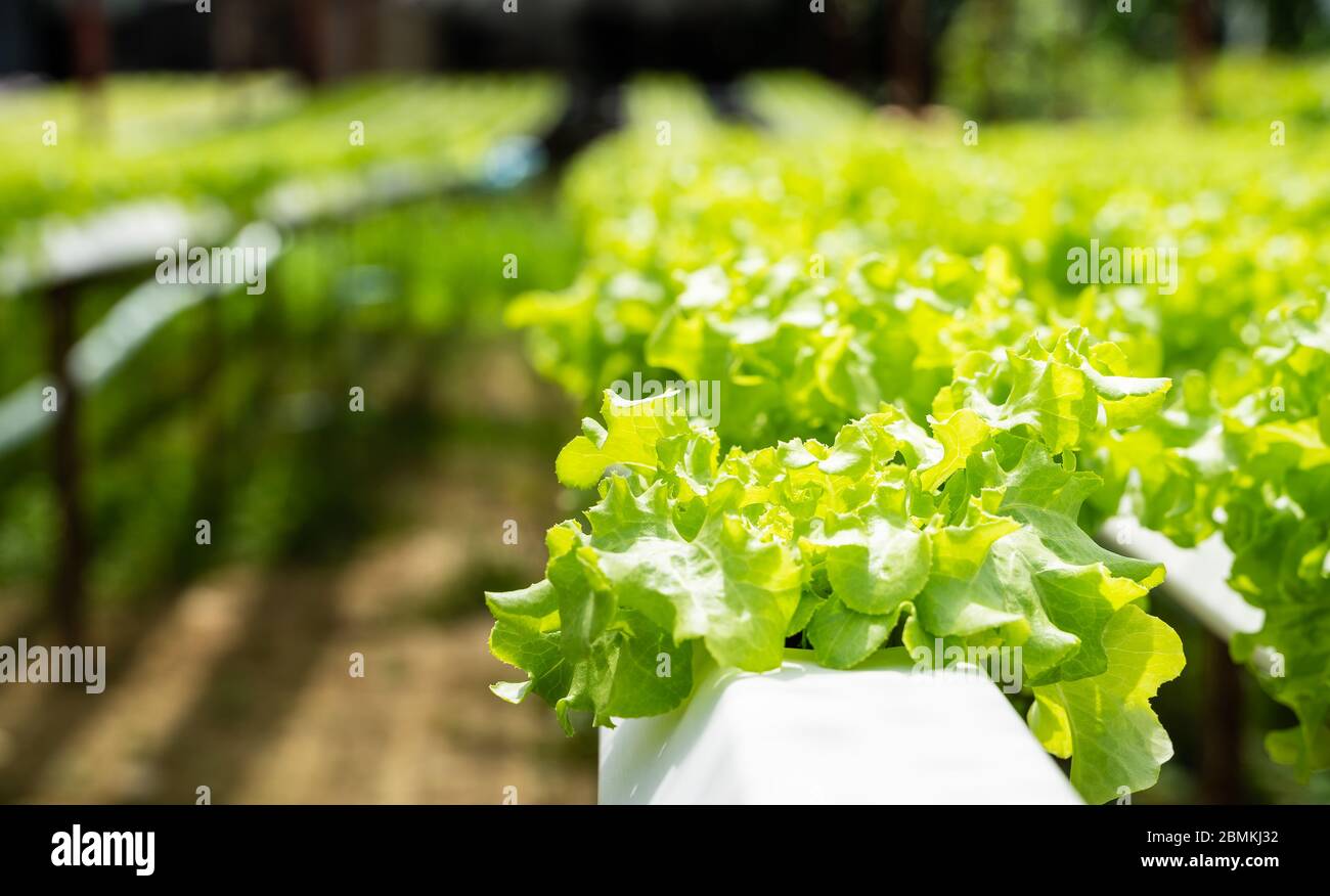 Verdure idroponiche le lattughe verdi di quercia che crescono in tubi di plastica alle fattorie intelligenti con i sistemi idroponici sono l'agricoltura moderna per la salute e la qualità i Foto Stock
