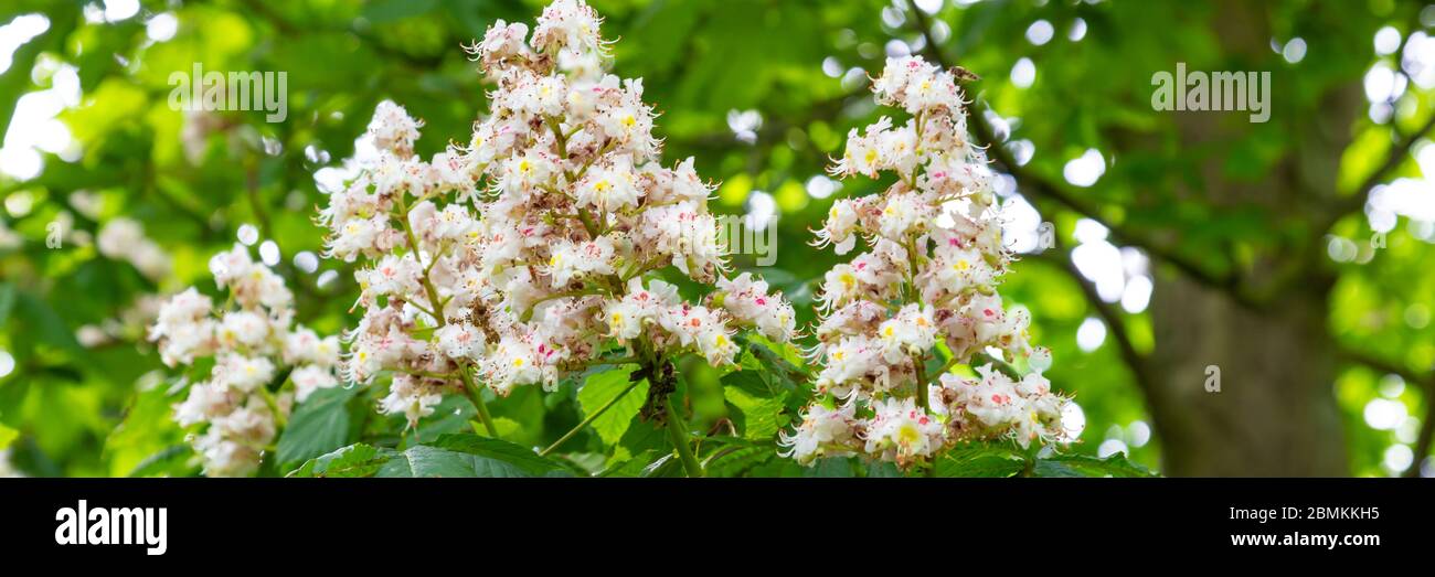 Castagne di cavallo fiorite beatifullate o albero Conker (ippocastano di Aesculus) lungo una strada in una foresta Foto Stock