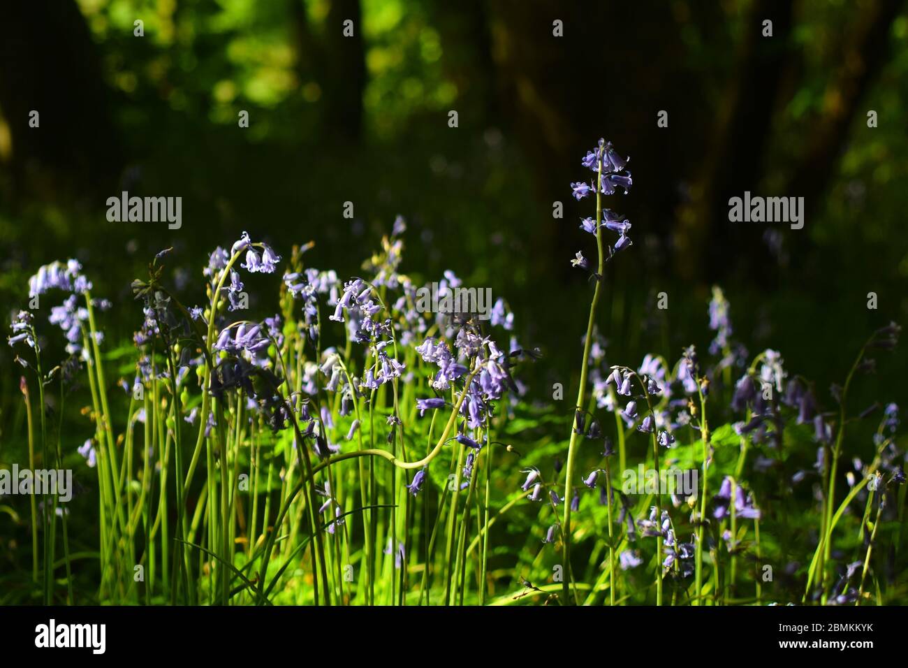 Woodland Bluebells in luce domenata Foto Stock
