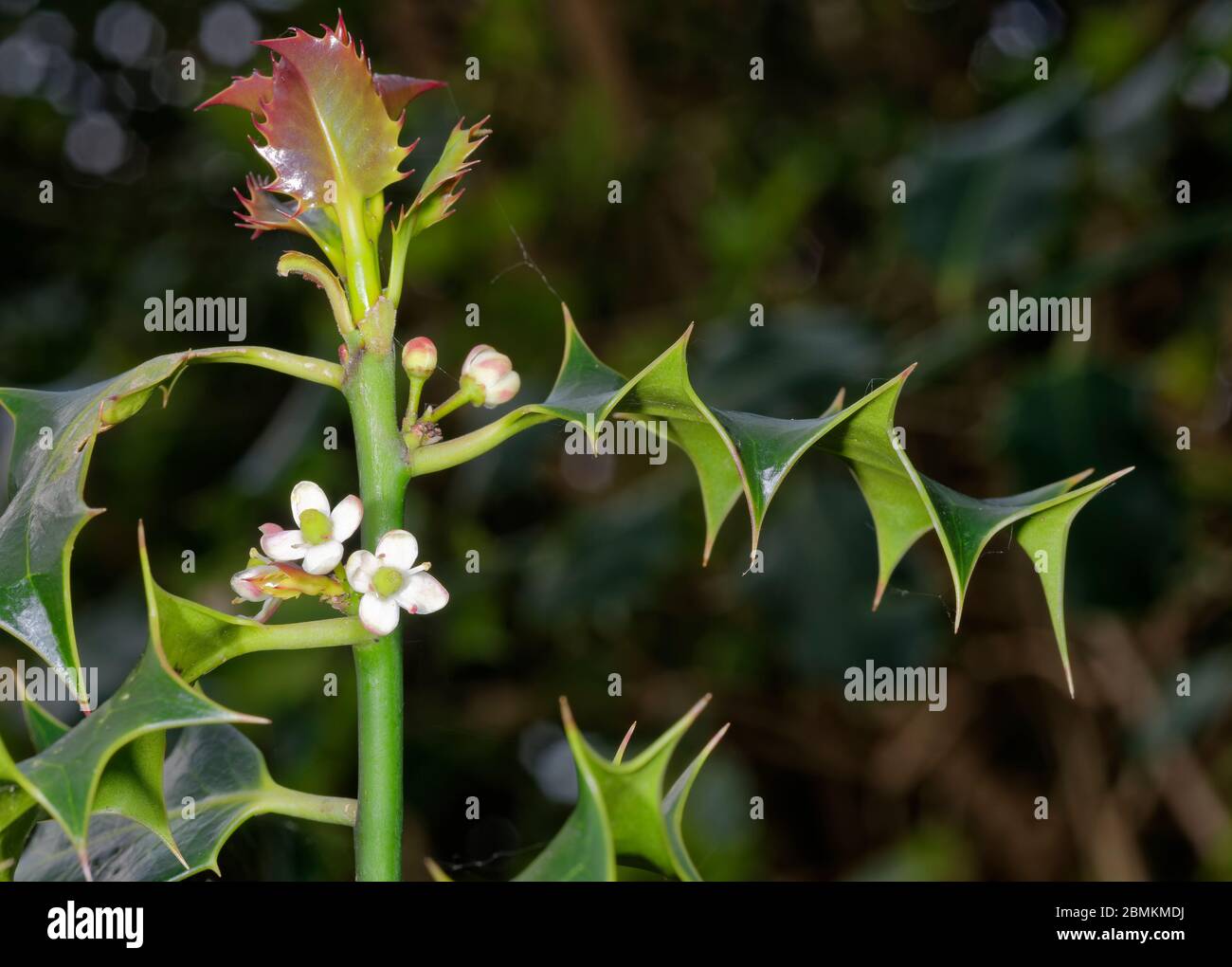 Holly - Ilex aquifolium primo piano di nuove foglie e fiori Foto Stock