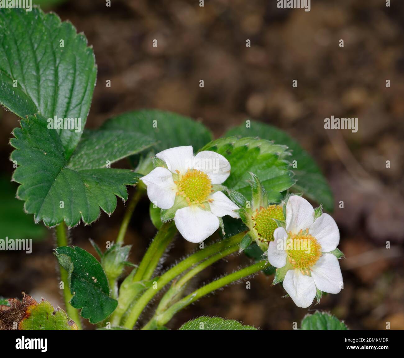 Fragole di giardino - Fragaria x ananassa Due fiori Foto Stock