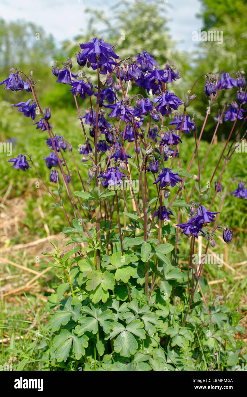 Comune Columbine - Aquilegia vulgaris pianta intera in habitat di prateria Foto Stock
