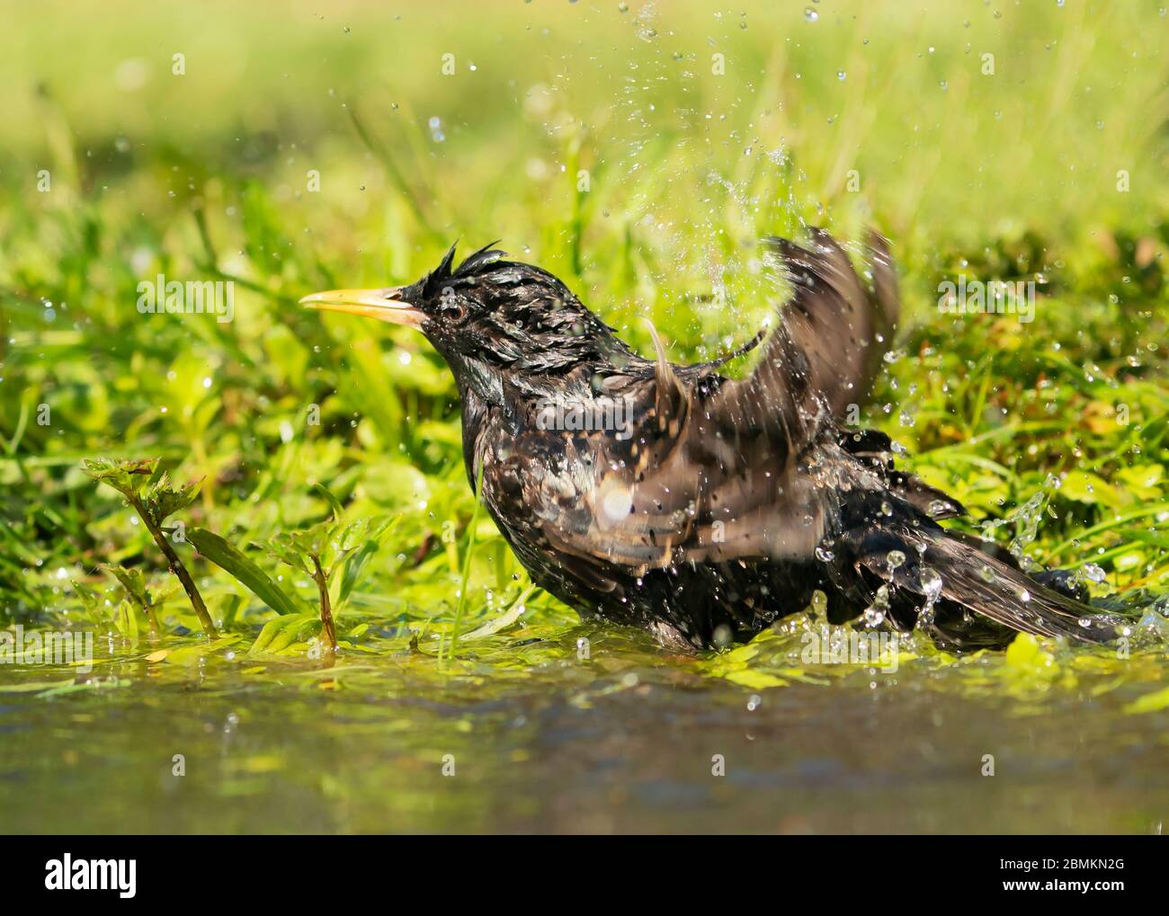Un giovane Starling (Sturnus vulgaris) che bagna in un giardino stagno, Warwickshire Foto Stock