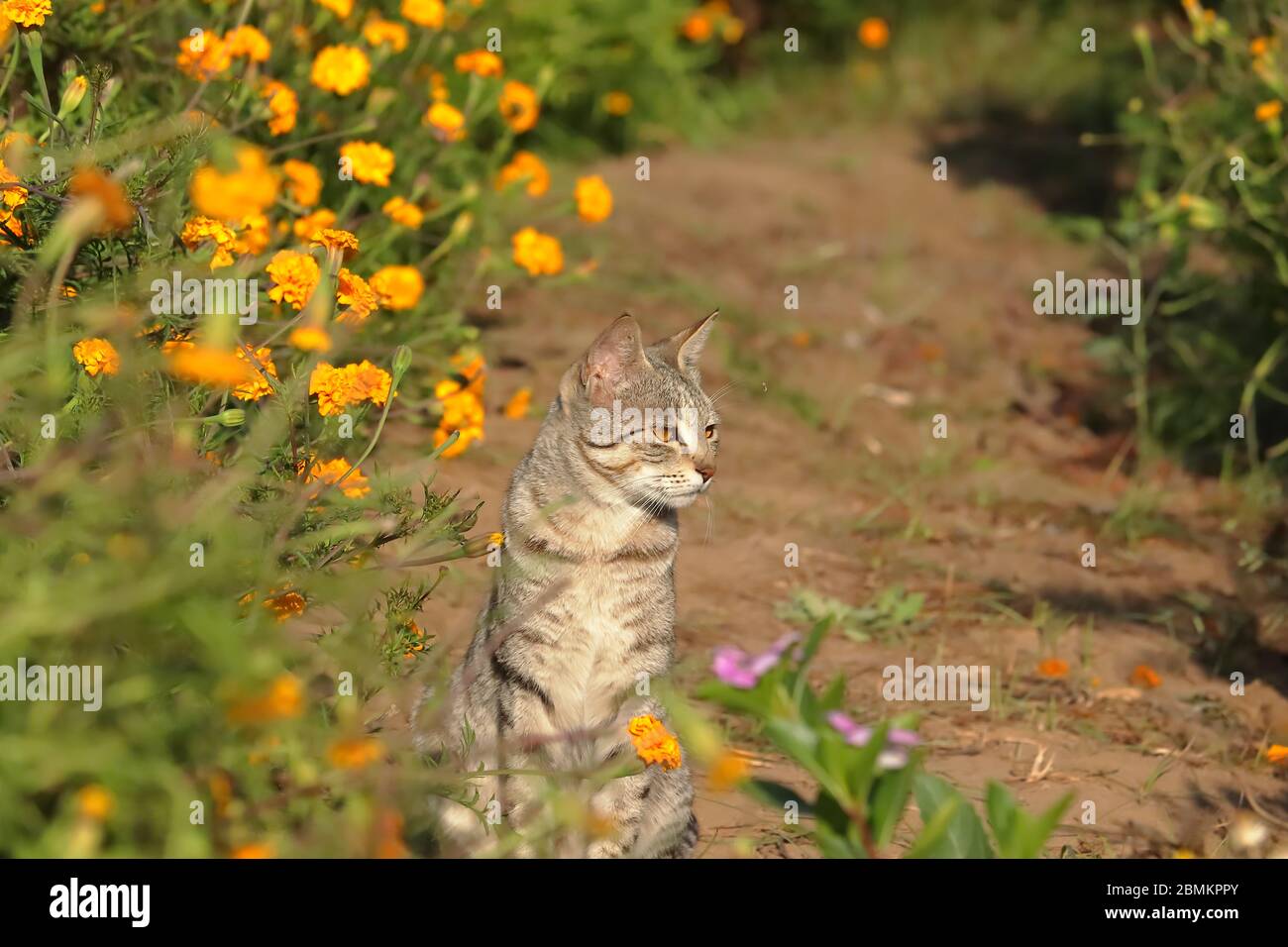 un gatto giardino seduto tra i fiori di marigold Foto Stock