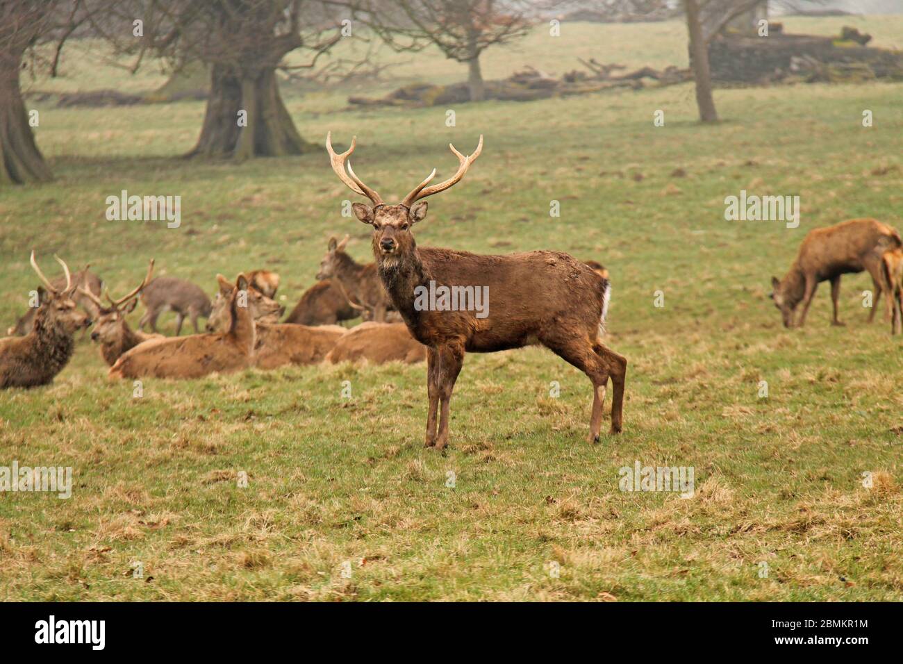 Un cervo Stag Sika con un allevamento di altri animali. Foto Stock