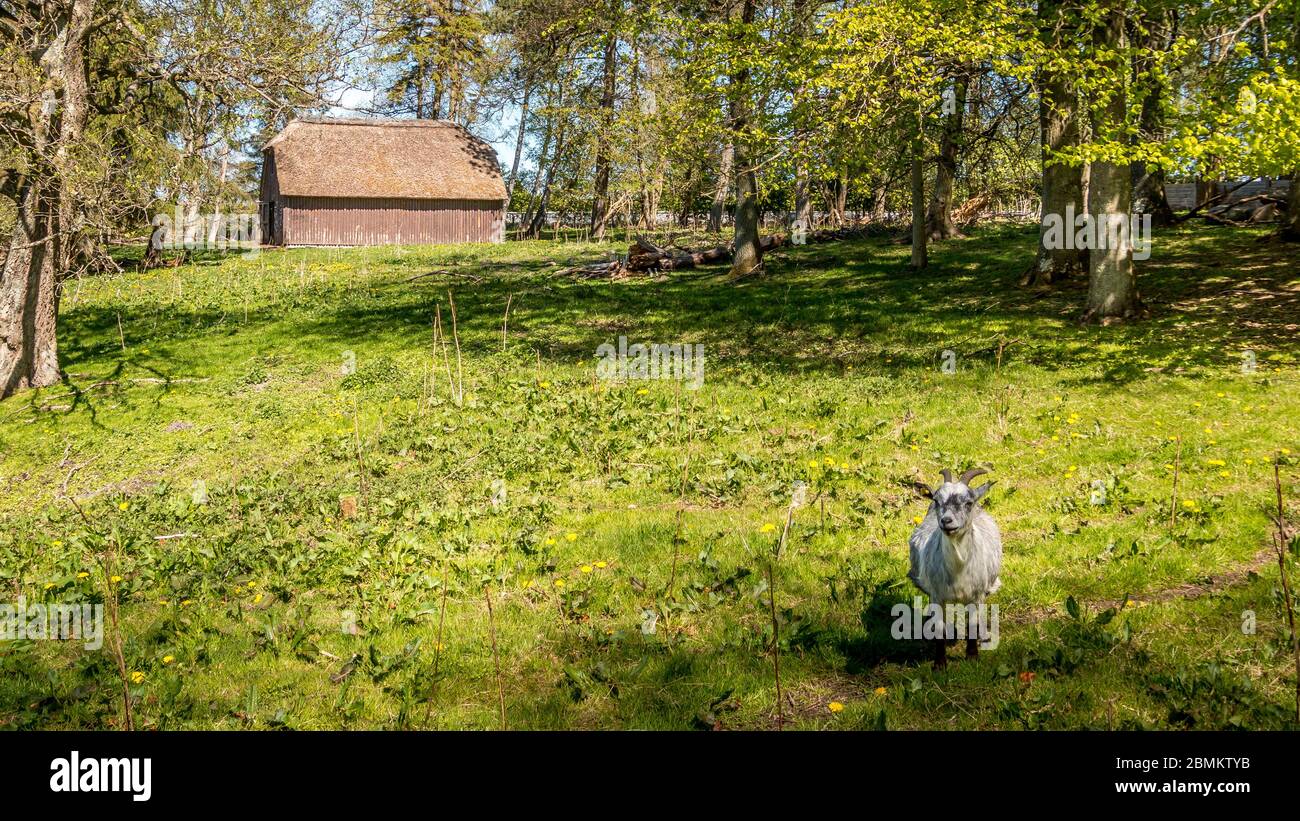 Una capra grigia e bianca si affaccia sulla macchina fotografica, sullo sfondo una vecchia casa di legno dai colori marrone. Foto Stock