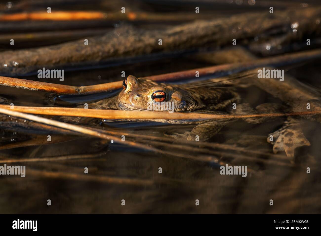 Comune europeo Toad - Bufo bufo, grande rana dai fiumi e laghi europei, Zlin, Repubblica Ceca. Foto Stock