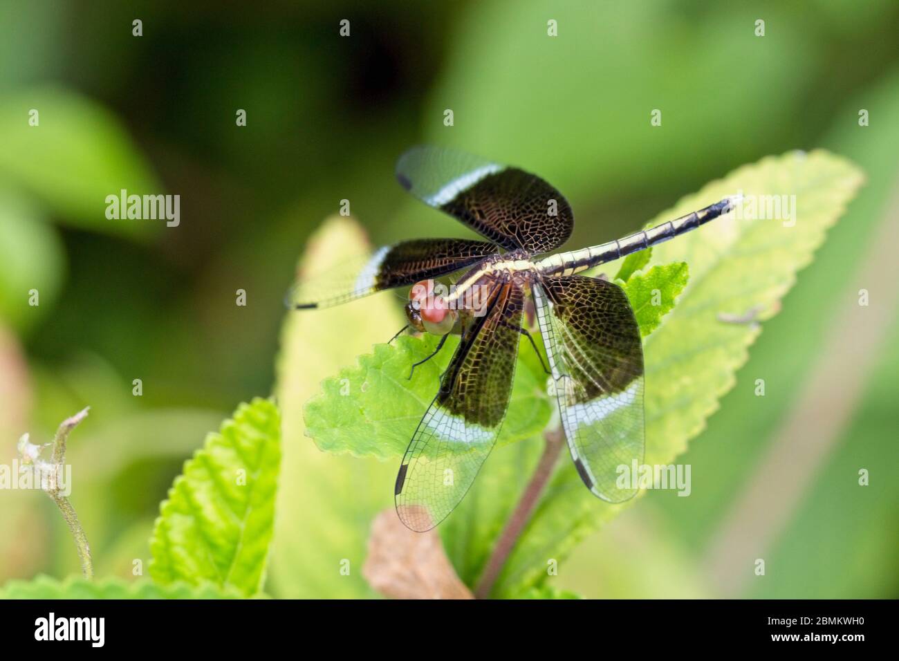 Pied Parasol Dragonfly (Neurothemis tullia) maschio arroccato, Kiralakela Sanctuary, vicino Matara, Sri Lanka. Foto Stock