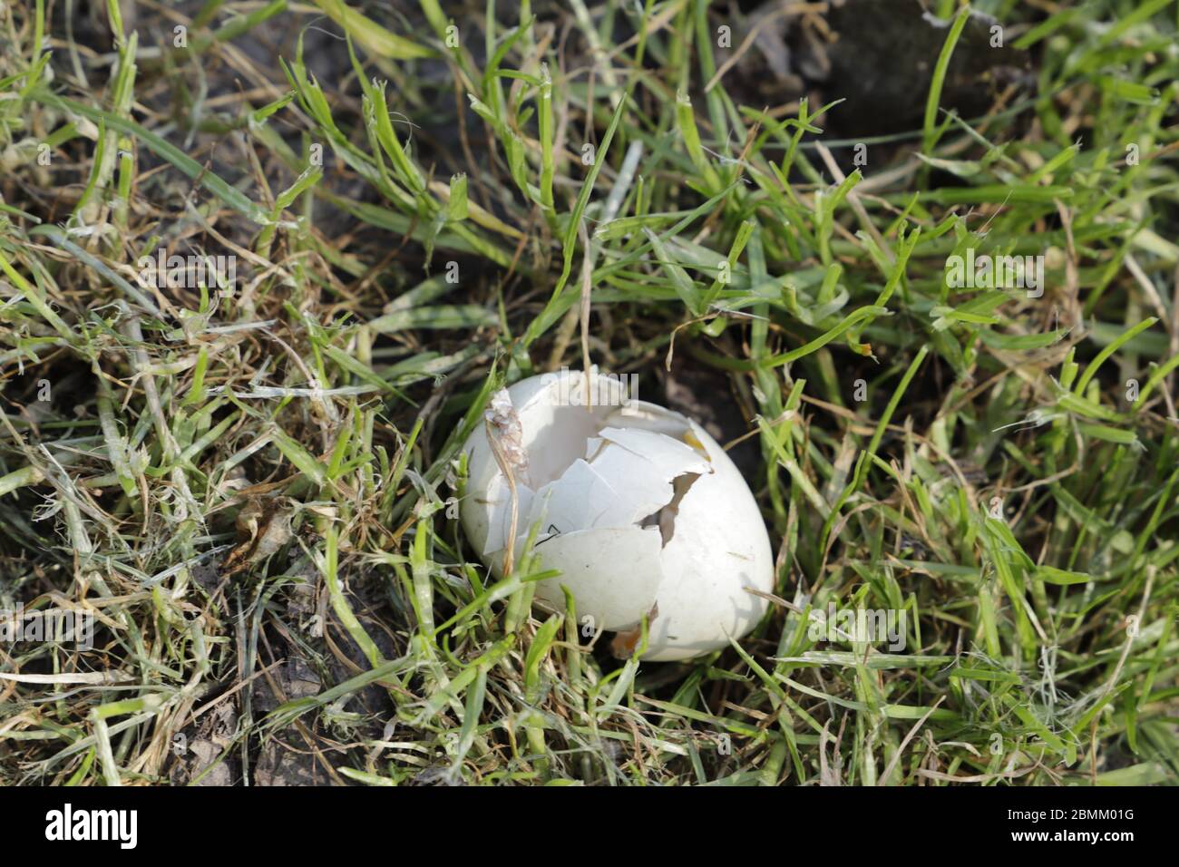 uovo di anatra schiusa nell'erba Foto Stock