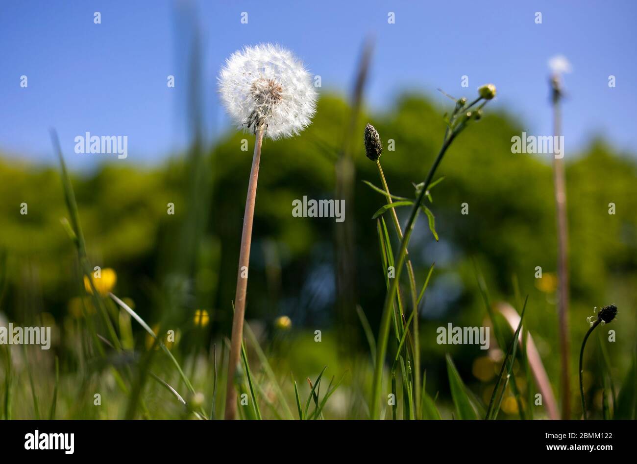 Dandelion in erba, campagna britannica, Regno Unito. Foto Stock