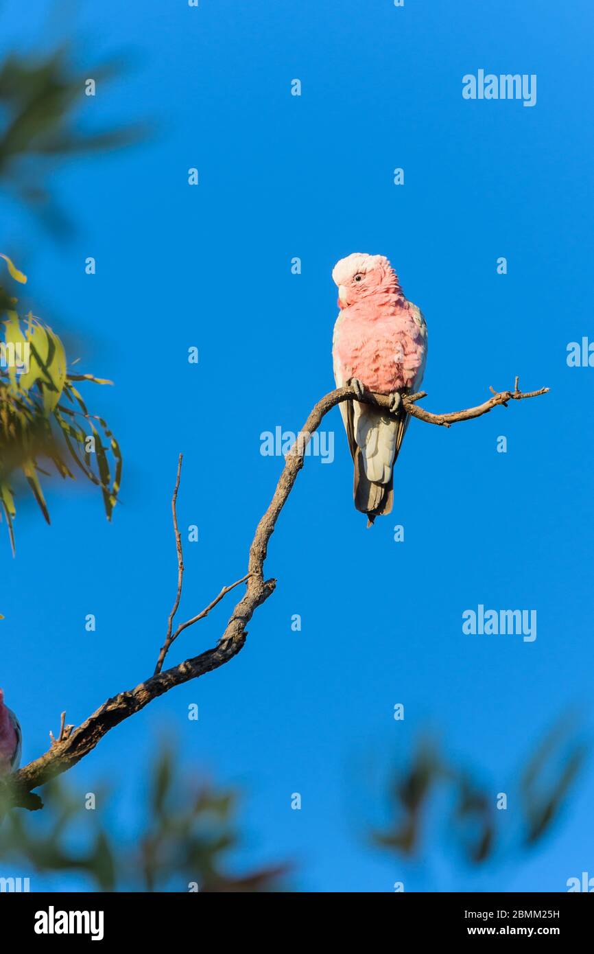 Lo scarafaggio rosa (arrosto) arroccato su un singolo ramo di albero accanto ad un buco d'acqua nel Queensland occidentale sta preparando per dissetarsi. Foto Stock