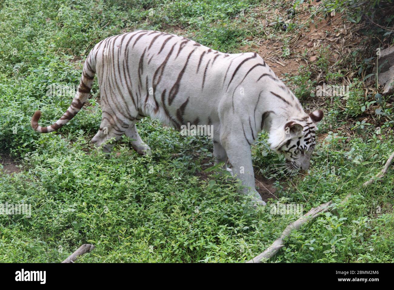 Bandiera tamil tigre immagini e fotografie stock ad alta risoluzione ...