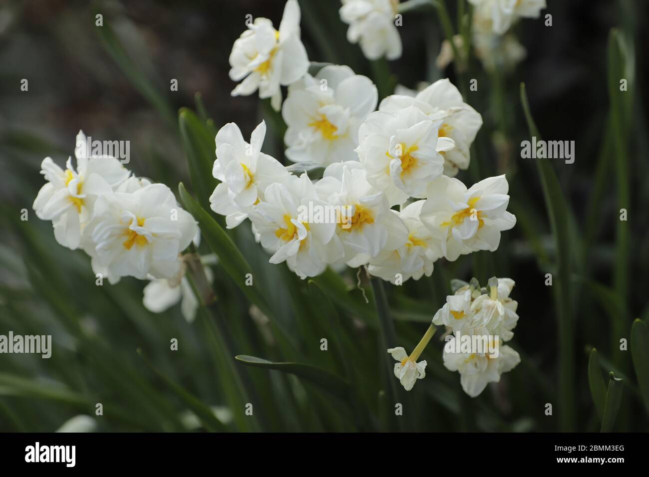 narcischi doppi fiori fioriti in primavera Foto Stock
