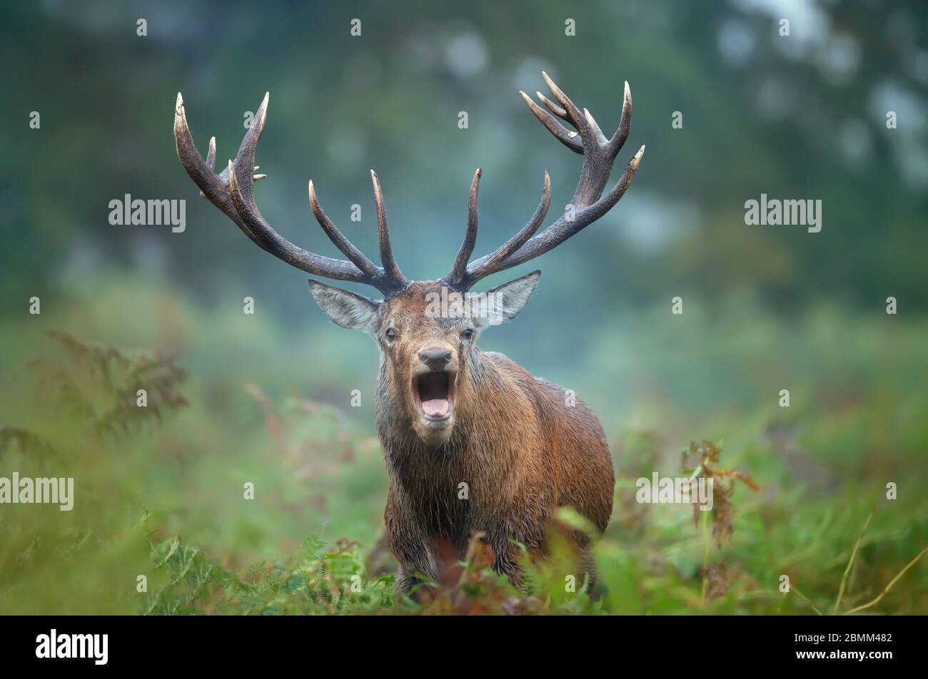 Close-up di cervi rossi stag chiamando durante la stagione di solchi in autunno, UK. Foto Stock
