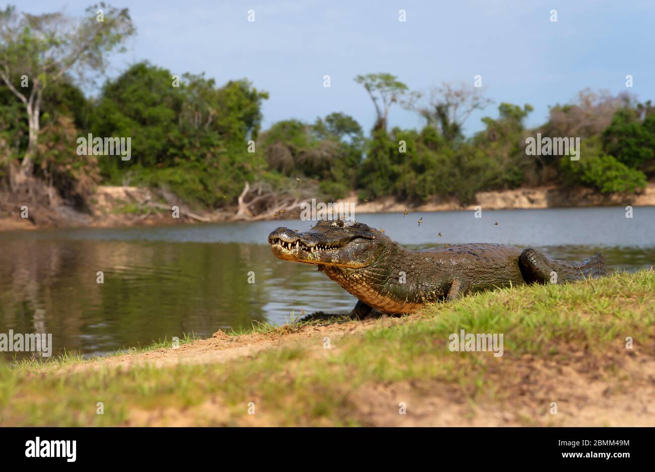 Primo piano di un caimano di Yacare (Caiman yacare) che giace su una riva del fiume, Pantanal sud, Brasile. Foto Stock