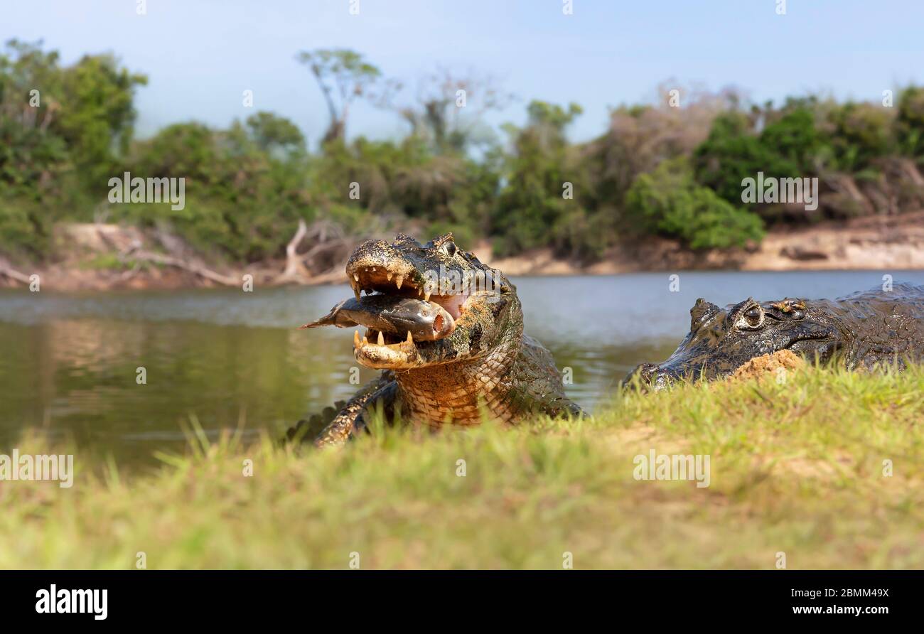 Primo piano di un caimano di Yacare (Caiman yacare) mangiare piranha sulla riva del fiume, Pantanal sud, Brasile. Foto Stock