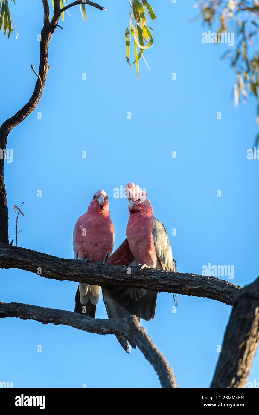 I galli rosa (rosati) arroccati su un albero di eucalipto accanto ad un pozzo d'acqua nel Queensland occidentale stanno preparando per dissetare. Foto Stock