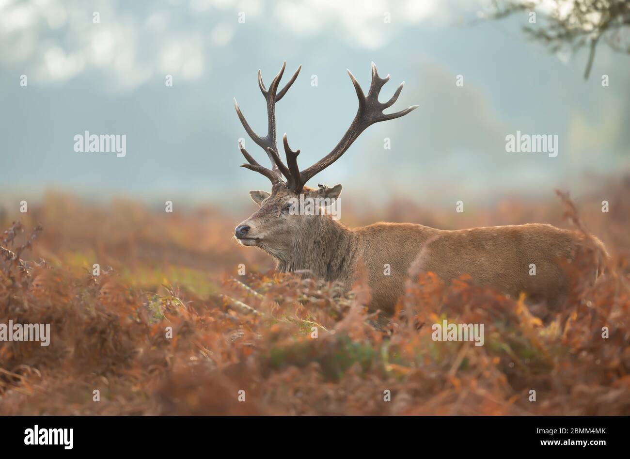 Primo piano di un cervo rosso ferito in una mattinata nebbiosa in autunno, Regno Unito. Foto Stock