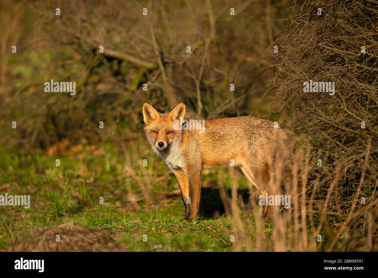 In prossimità di una volpe rossa (Vulpes vulpes vulpes), Paesi Bassi. Foto Stock