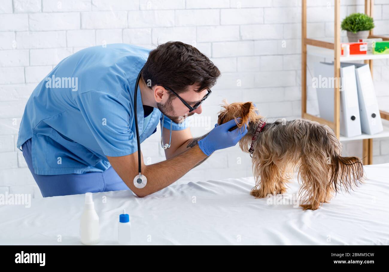 Veterinario professionale che fa il controllo del cane piccolo in clinica animale Foto Stock
