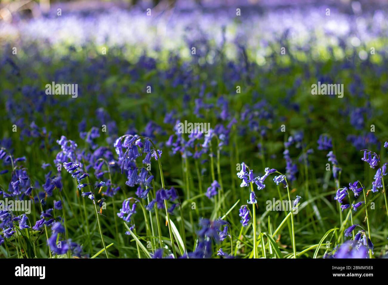 Primo piano di campanelli in un bosco nel Sussex occidentale. Foto Stock