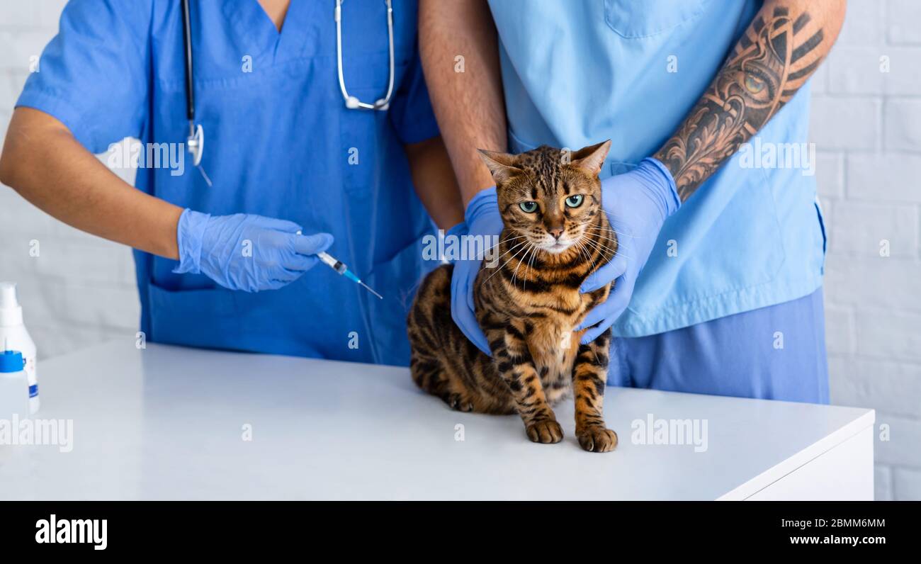 Vaccinazione per animali domestici. Veterinario irriconoscibile con infermiere che fa l'iniezione al gatto tabby in clinica animale, primo piano Foto Stock