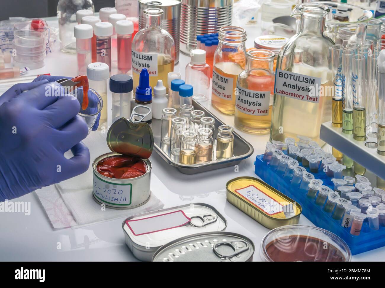 Uno scienziato di laboratorio esperto analizza peperoni rossi da un alimento inscatolato può analizzare l'infezione botulistica in gente malata, immagine concettuale Foto Stock