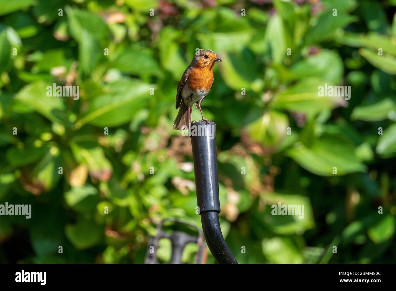 Uccello comune giardino il derubato poggiato sul manubrio di una bicicletta. Foto Stock