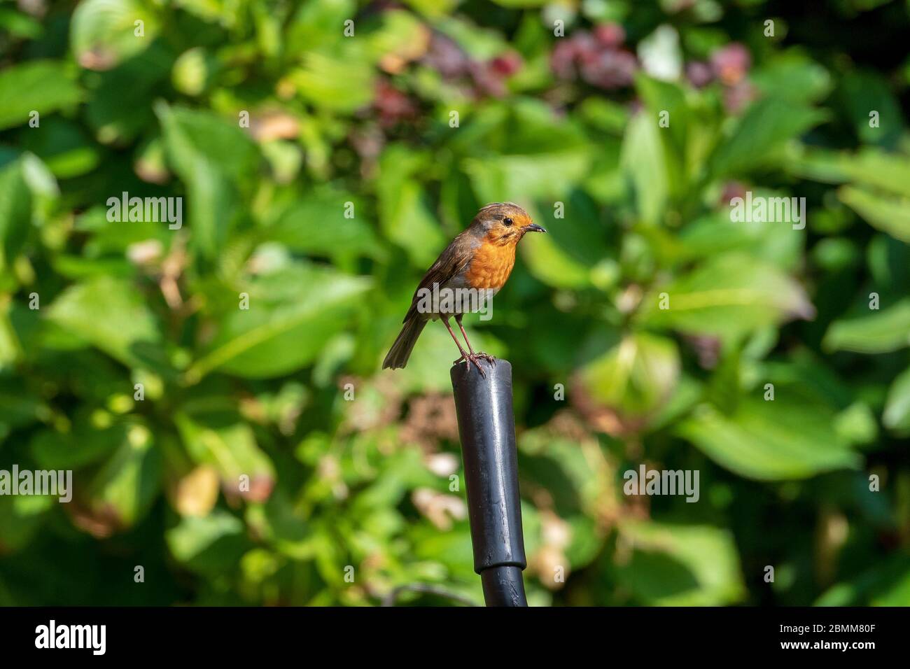 Uccello comune giardino il derubato poggiato sul manubrio di una bicicletta. Foto Stock