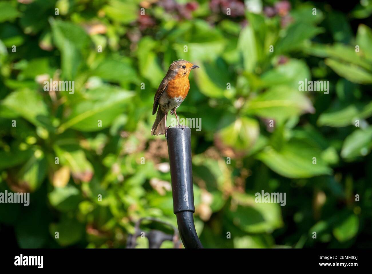 Uccello comune giardino il derubato poggiato sul manubrio di una bicicletta. Foto Stock